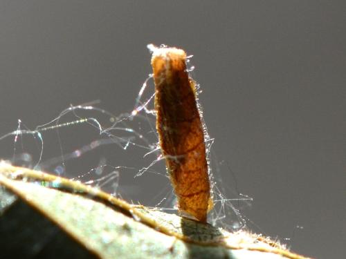 Réf. 359 013 : Coleophora sp.